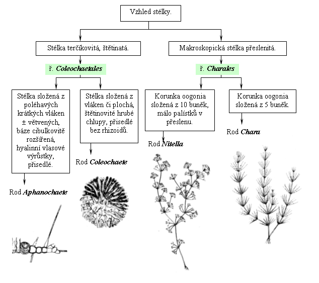 Taxonomický pavouk pro Zařazení vybraných rodů parožnatek třídy Charophyceae
   